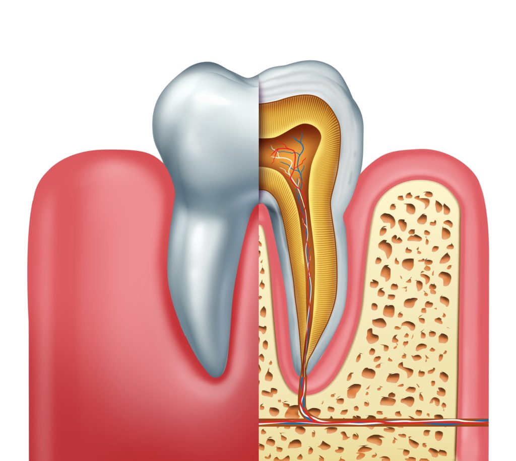 Illustration of a cross section of a white tooth showing the nerves and roots